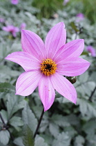 Dahlia, Dahlia 'Magenta Star', Close up of pink coloured flower growing outdoor.