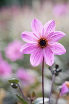 Dahlia, Dahlia 'Magenta Star', Close up of pink coloured flower growing outdoor.