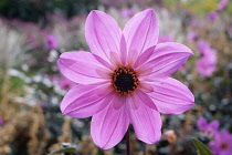 Dahlia, Dahlia 'Magenta Star', Close up of pink coloured flower growing outdoor.