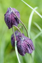 Fritilary, Snake's head fritillary, Purple coloured flowers growing outdoors.-