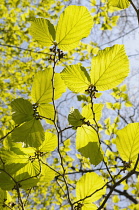 Witch hazel, Hamamelis mollis, Backlit veiw of leaves growing on the tree.