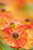 Sneezeweed, Helenium 'Karneol', Close up detail of ornage coloured flower growing outdoor.