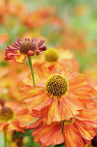 Sneezeweed, Helenium 'Karneol', Close up detail of ornage coloured flower growing outdoor.