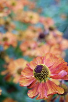 Sneezeweed, Helenium 'Karneol', Close up detail of ornage coloured flower growing outdoor.