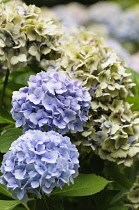 Hydrangea, Lacecap hydrangea, Hydrangea macrophylla 'Amethyst', Mauve coloured flowerheads growing oudoor.