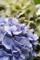 Hydrangea, Lacecap hydrangea, Hydrangea macrophylla 'Amethyst', Mauve coloured flowerheads growing oudoor.