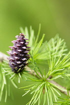 Larch, Larix decidua, Cone growing on branch of tree with spiky leaves.