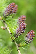 Larch, Larix decidua, Cones growing on branch of tree with spiky leaves.