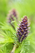 Larch, Larix decidua, Cones growing on branch of tree with spiky leaves.