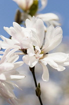 Magnolia, Star magnolia, Magnolia stellata 'King Rose', Detail of white blossom growing outdoor.