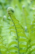 Fern, Ostrich fern, Shuttlecock fern, Matteuccia struthiopteris, Close up of unfurling frond outdoor.-
