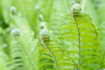 Fern, Ostrich fern, Shuttlecock fern, Matteuccia struthiopteris, Close up of unfurling fronds outdoor.-