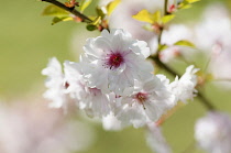 Cherry, Prunus 'Pink Ballerina', Close up of pink coloured blossoms growing on the tree outdoor.