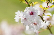 Cherry, Prunus 'Pink Ballerina', Close up of pink coloured blossoms growing on the tree outdoor.