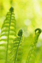 Fern, Bracken, Pteridium,  Detail of three unfurling fronds growing outdoor.-