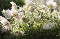 White Pasque flower, Pulsatilla vulgaris alba, Side view of mass of small flowers growing outdoor.-