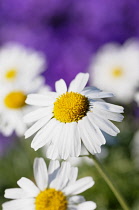Moroccan daisy, Rhodanthemum hosmariense, Close up of White flower with yellow stamen.-