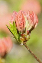 Rhododendron, Rhododendron 'Koningin Emma', Close up of red coloured flowers emerging.-