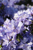 Rhododendron, Rhododendron 'Hydon rodney', Detail of purple coloured flowerheads growing outdoor.