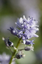 Pyrenean squill, Scilla liliohyacinthus, Close side view of purple coloured flower growing outdoor.-