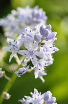 Pyrenean squill, Scilla liliohyacinthus, Close side view of purple coloured flower growing outdoor.-