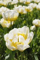 Tulip, Tulipa 'Flaming Evita', Yellow coloured flowers growing outdoor.