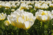 Tulip, Tulipa 'Flaming Evita', Yellow coloured flowers growing outdoor.