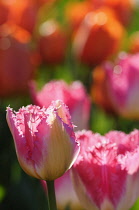 Tulip, Tulipa 'Auxerre', Pink coloured flowers growing outdoor.