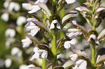 Bear's Breeches, Acanthus mollis, Many white flowers growing outdoor.-
