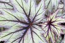 Begonia, Begonia 'Little Brother Montgomery', Close up detail of leaf showing the pattern.-
