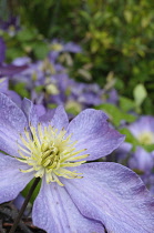 Clematis, Clematis 'Mrs Cholmondeley', Close up mauve coloured flower with yellow stamen.-