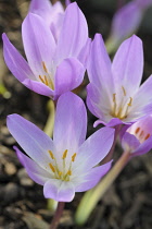 Crocus, Autumn Crocus, Ccolchicum autumnale, Close up of mauve coloured flowers growing oudoor.-