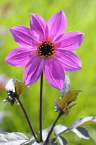 Dahlia,  Dahlia 'Magenta Star', Front view of bright pink coloured flower growing outdoor.-