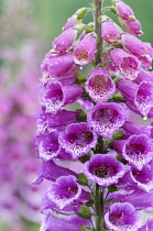 Foxglove, Digitalis, Close up of bright pink coloured flowers growing outdoor.-
