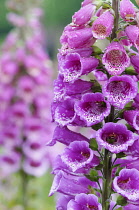 Foxglove, Digitalis, Close up of bright pink coloured flowers growing outdoor.-