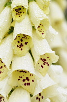 Foxglove, Digitalis, Close up of white coloured flowers growing outdoor.-