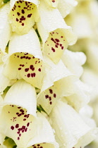 Foxglove, Digitalis, Close up of white coloured flowers growing outdoor.-