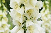 Foxglove, Digitalis, Close up of white coloured flowers growing outdoor.-