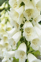 Foxglove, Digitalis, Close up of white coloured flowers growing outdoor.-