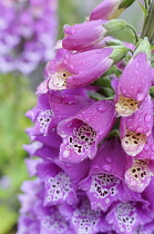 Foxglove, Digitalis, Close up of bright pink coloured flowers growing outdoor.-