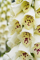 Foxglove, Digitalis, Close up of white coloured flowers growing outdoor.-