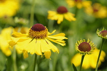 Sneezeweed, Helenium 'Wesergold', Yellow coloured flowers growing outdoor.-