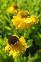 Sneezeweed, Helenium 'The Bishop', Yellow coloured flowers growing outdoor.