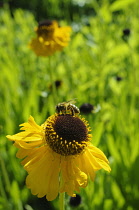 Sneezeweed, Helenium 'The Bishop', Yellow coloured flowers growing outdoor.