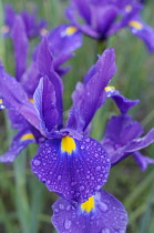 Iris, Dutch Iris, Iris 'Nova Blue', Close up of purple coloured flowers growing outdoor.