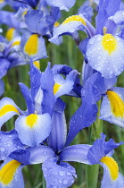 Iris, Dutch Iris, Iris 'Nova Blue', Close up of blue coloured flowers growing outdoor.