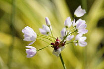 Cuckoo flower, Cardamine pratensis, Delicate small pink coloured flowers growing outdoor.