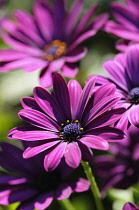 Osteospermum, Osteospermum jucundum, Side view of purple coloured flowers growing outdoor.