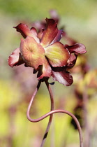 Pitcher plant, Sarraceria courtii, Two entwined stems growing outdoor.
