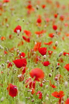 Poppy, Papaver rhoeas, Mass of red coloured poppies growing in a field.